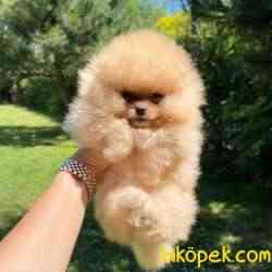 Pomeranian Boo Teddy Bear Yavrular 4