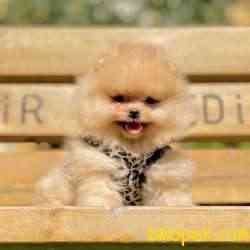 Pomeranian Boo Teddy Bear Yavrular 1