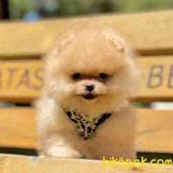 Pomeranian Boo Teddy Bear Yavrular 3