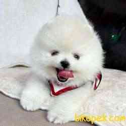 Pomeranian Boo Teddy Bear Yavrular 3