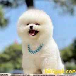 Pomeranian Boo Teddy Bear Yavrular 5