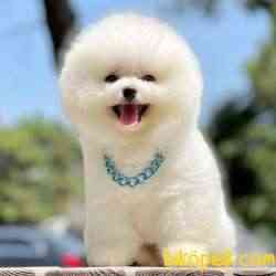 Pomeranian Boo Teddy Bear Yavrular 3