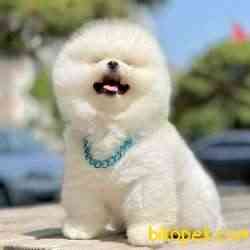 Pomeranian Boo Teddy Bear Yavrular 2