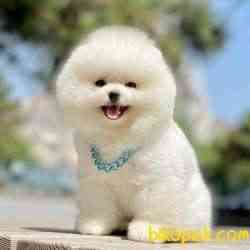 Pomeranian Boo Teddy Bear Yavrular 4