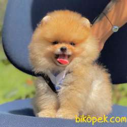 Pomeranian Boo Teddy Bear Yavrular 1