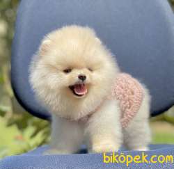 Pomeranian Boo Teddy Bear Yavrular 2