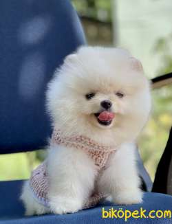 Pomeranian Boo Teddy Bear Yavrular 4