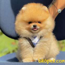 Pomeranian Boo Teddy Bear Yavrular 3
