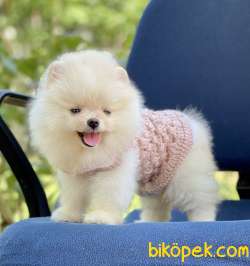Pomeranian Boo Teddy Bear Yavrular 1