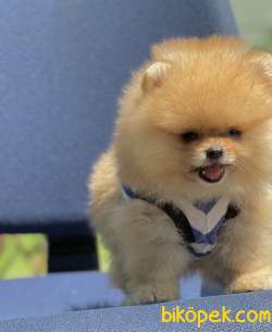 Pomeranian Boo Teddy Bear Yavrular 2