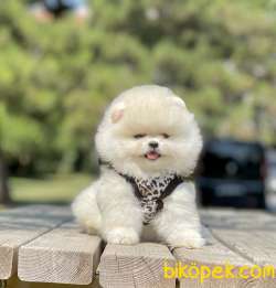 Pomeranian Boo Teddy Bear Yavrular 1