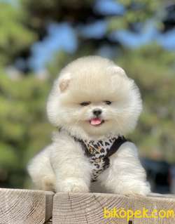 Pomeranian Boo Teddy Bear Yavrular 5