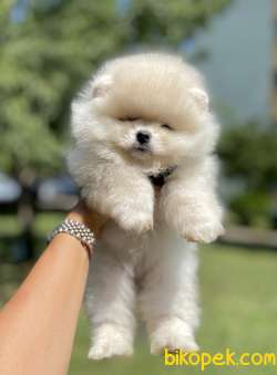 Pomeranian Boo Teddy Bear Yavrular 4