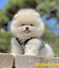 Pomeranian Boo Teddy Bear Yavrular 2
