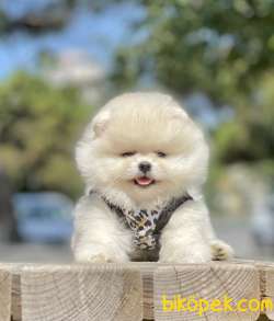 Pomeranian Boo Teddy Bear Yavrular 3