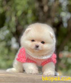 Pomeranian Boo Teddy Bear Yavrular 4