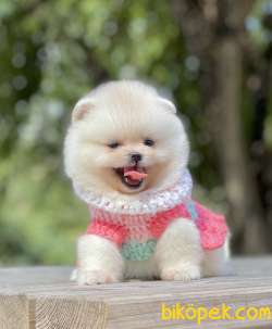 Pomeranian Boo Teddy Bear Yavrular 2