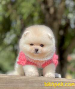 Pomeranian Boo Teddy Bear Yavrular 3