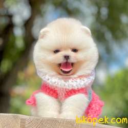 Pomeranian Boo Teddy Bear Yavrular 1