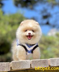 Pomeranian Boo Teddy Bear Yavrular 1