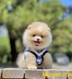 Pomeranian Boo Teddy Bear Yavrular 3