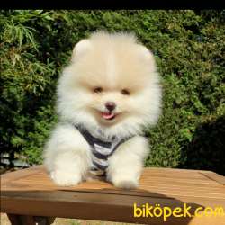 Pomeranian Boo Teddy Bear Yavrular 2
