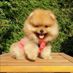 Pomeranian Boo Teddy Bear Yavrular 3