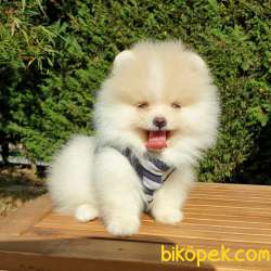 Pomeranian Boo Teddy Bear Yavrular 1