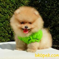 Pomeranian Boo Teddy Bear Yavrular 5