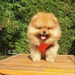 Pomeranian Boo Teddy Bear Yavrular 4