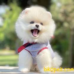 Pomeranian Boo Teddy Bear Yavrular 1