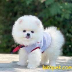 Pomeranian Boo Teddy Bear Yavrular 2