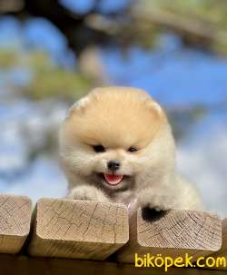 Pomeranian Boo Teddy Bear Yavrular 4