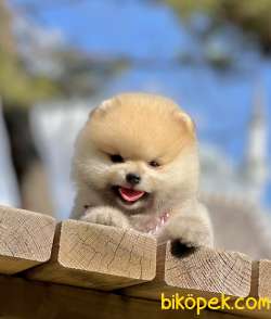 Pomeranian Boo Teddy Bear Yavrular 1