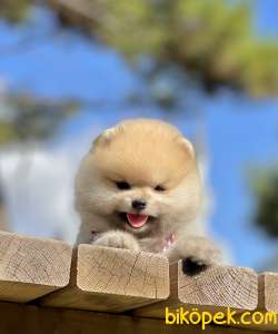 Pomeranian Boo Teddy Bear Yavrular 3