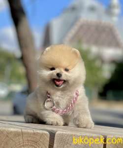 Pomeranian Boo Teddy Bear Yavrular 2