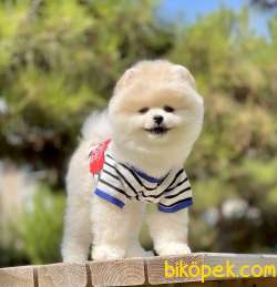 Pomeranian Boo Teddy Bear Yavrular 3