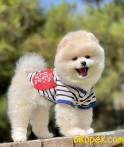 Pomeranian Boo Teddy Bear Yavrular 4