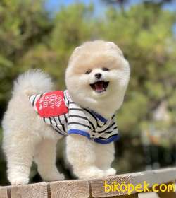 Pomeranian Boo Teddy Bear Yavrular 1