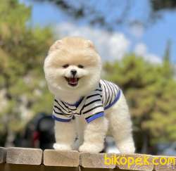 Pomeranian Boo Teddy Bear Yavrular 5