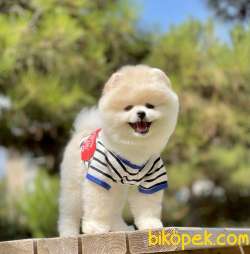 Pomeranian Boo Teddy Bear Yavrular 2