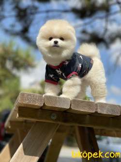 Pomeranian Boo Teddy Bear Yavrular 5