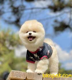 Pomeranian Boo Teddy Bear Yavrular 4