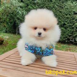 Pomeranian Boo Teddy Bear Yavrular 2