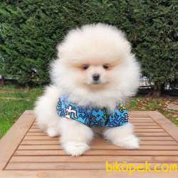 Pomeranian Boo Teddy Bear Yavrular 1