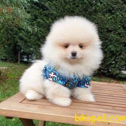 Pomeranian Boo Teddy Bear Yavrular 5