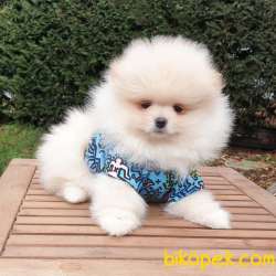 Pomeranian Boo Teddy Bear Yavrular 3