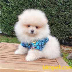 Pomeranian Boo Teddy Bear Yavrular 4