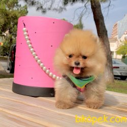 Pomeranian Boo Teddy Bear Yavrular  Anne Baba Secereli Belgelidir 1