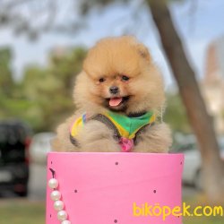 Pomeranian Boo Teddy Bear Yavrular  Anne Baba Secereli Belgelidir 2